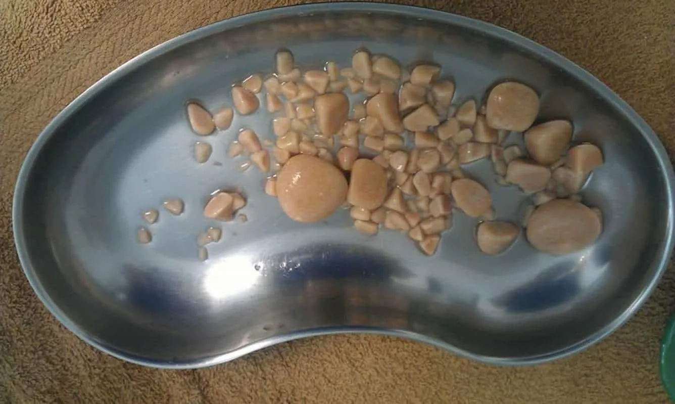 Tierarzt-Praxis Pommerhof Plaidt Blasensteine des Hundes