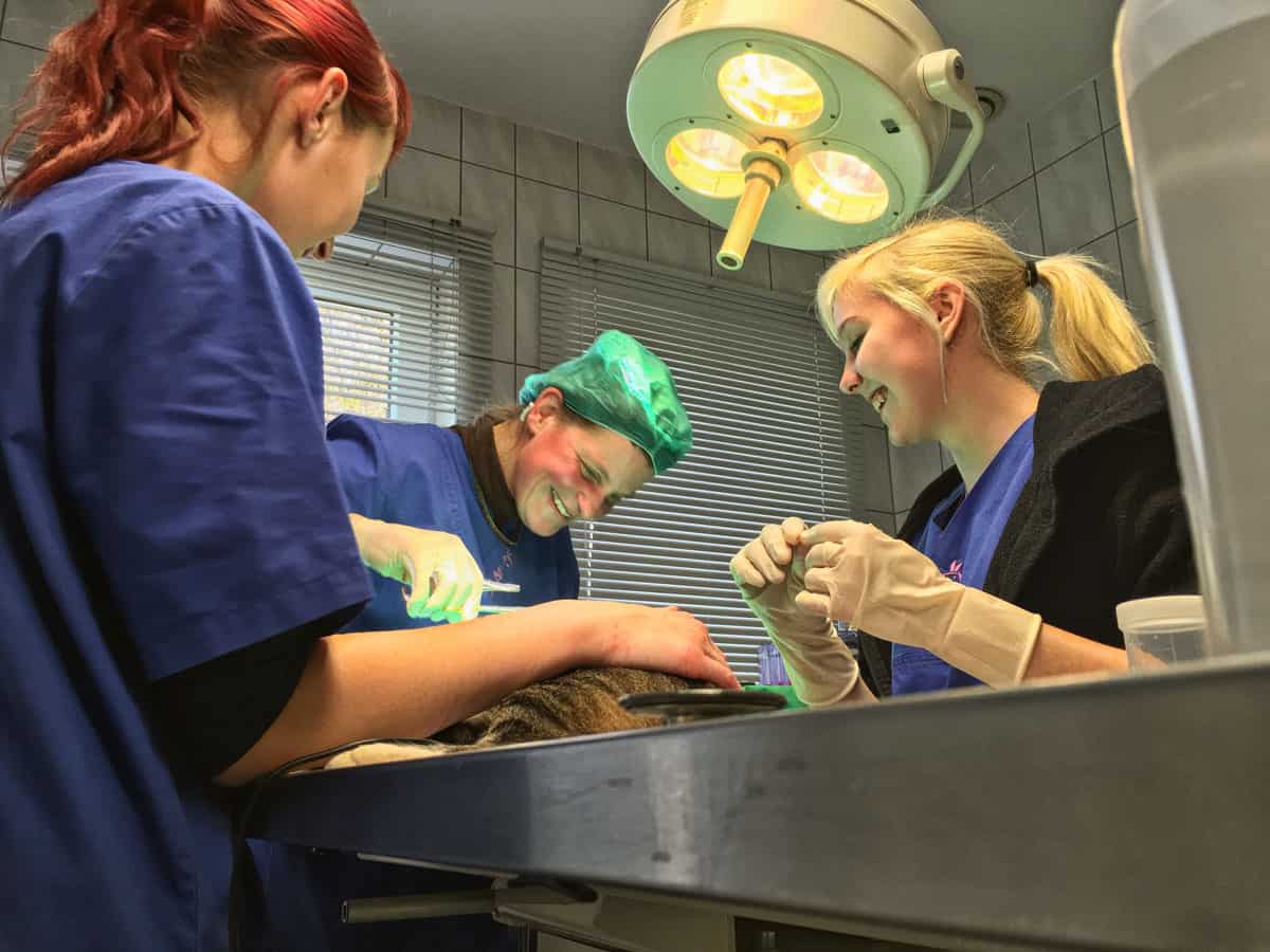 Tierarzt Praxis Pommerhof Plaidt Chirurgie 01 1200
