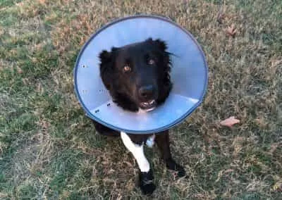 Tierarzt Praxis Pommerhof Plaidt Hund Mit Kragen 01 1200