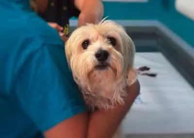 Tierarzt Praxis Pommerhof Plaidt Untersuchung Westie 1200