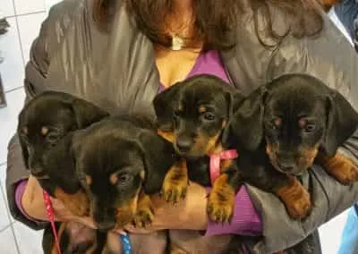 Tierarzt Praxis Pommerhof Plaidt Welpen 01 1200