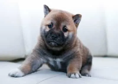 Tierarzt Praxis Pommerhof Plaidt Welpen 02 1200